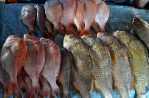 Marché aux poissons