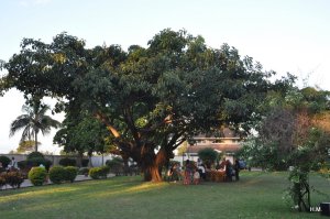 Anniversaie d'Alfonso