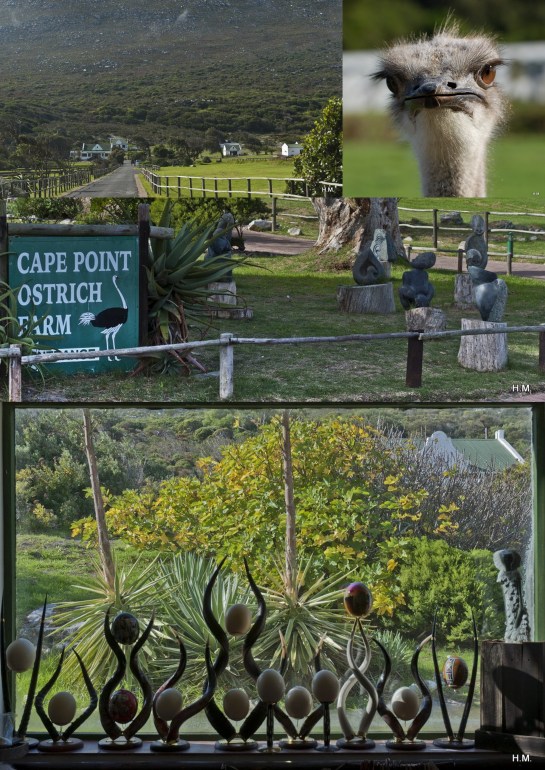 Ferme des autruches exporter