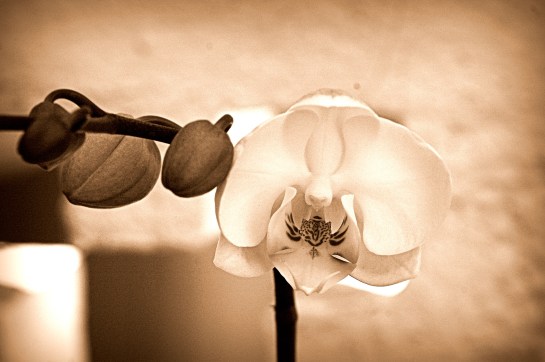 DSC_2579_sepia