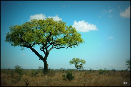 Un arbre sentinelle, typique du bush local 