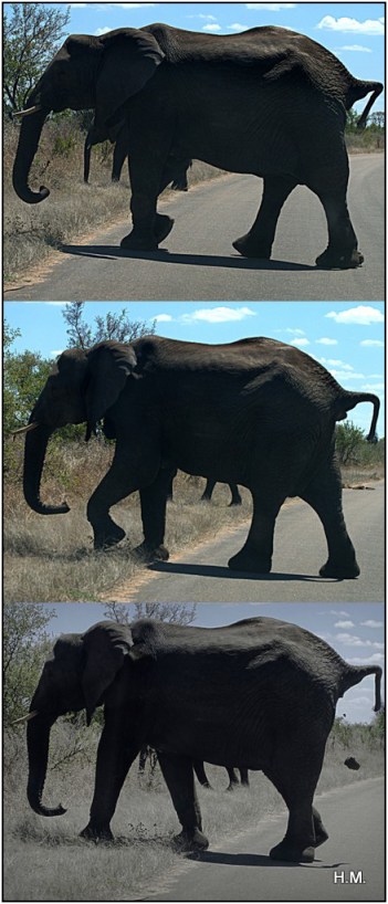 La vie des bêtes...